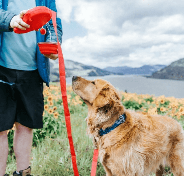 Pet Essentials: Dog being given water from a portable bowl during a hike with scenic mountain view in the background.