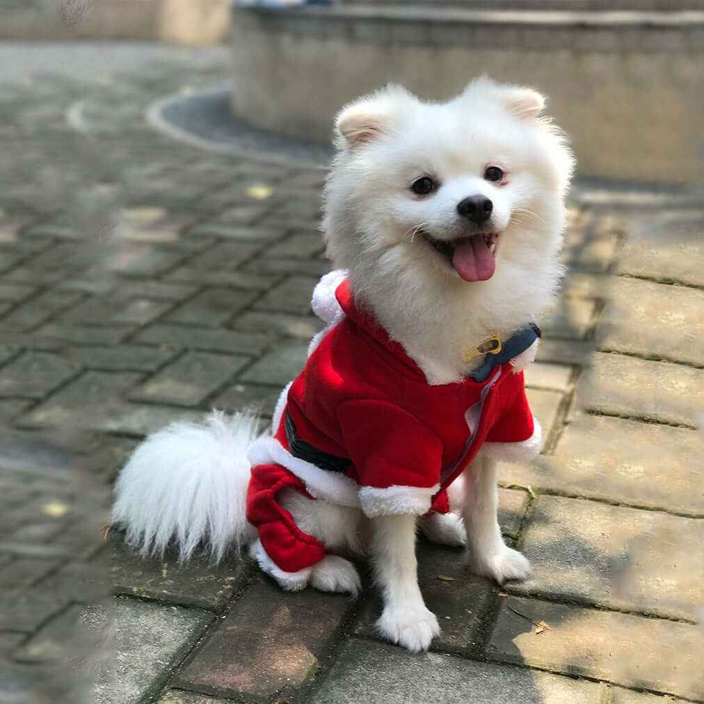 Christmas Pet Sweater – Dogs & Cats Outfit