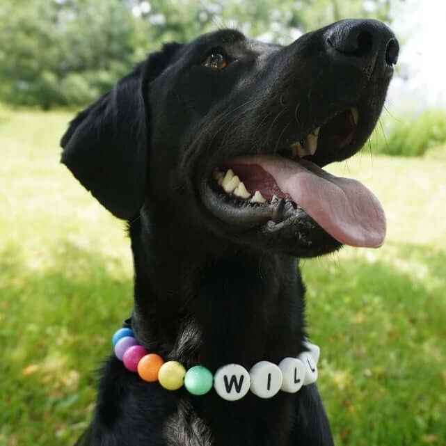 Custom Pet Beaded Name Collar – Set