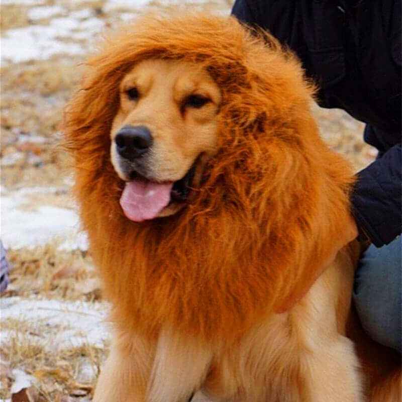 Lion Mane Wig - Large Dogs Elegant Costume